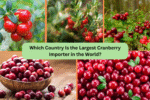 Which Country Is the Largest Cranberry Importer in the World?
