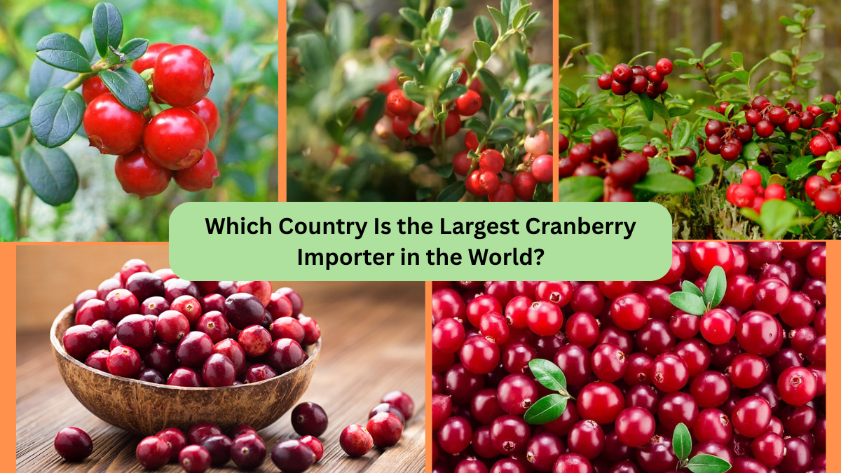 Which Country Is the Largest Cranberry Importer in the World?