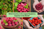 Which Country Is the Largest Raspberry Exporter in the World?
