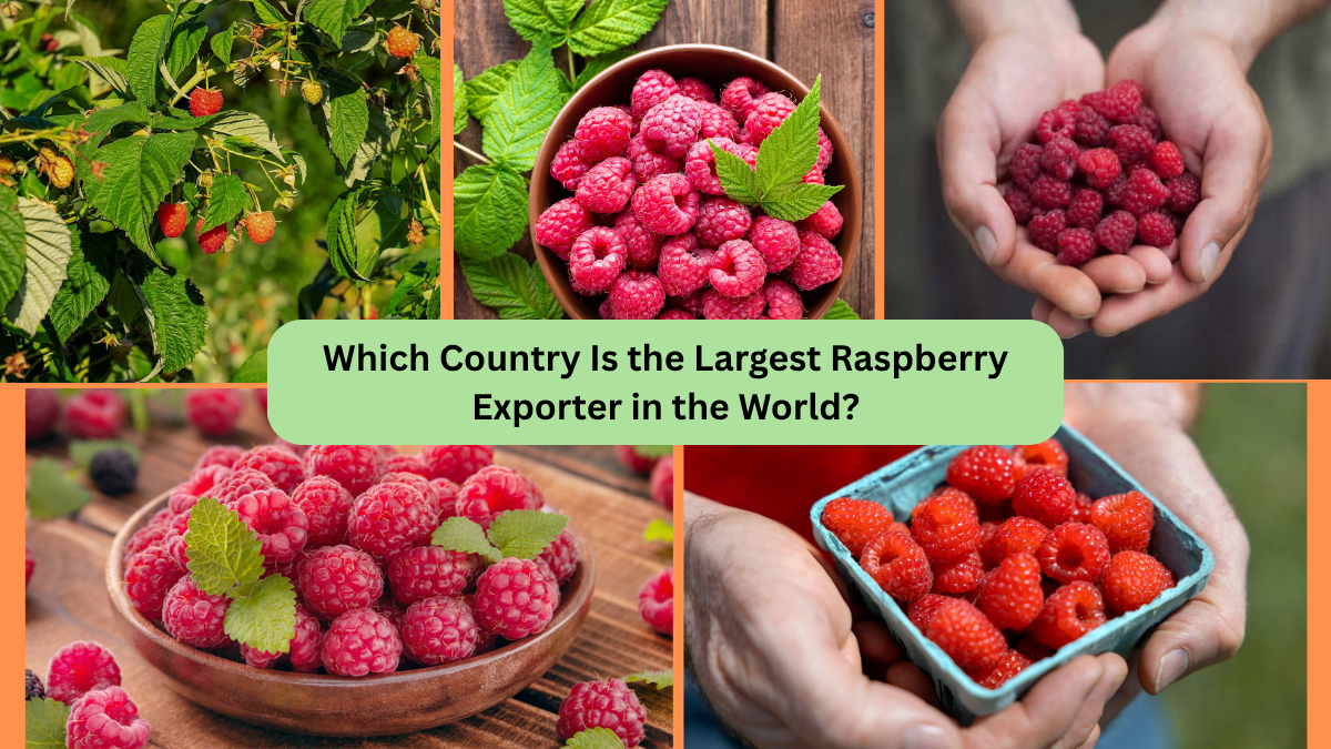 Which Country Is the Largest Raspberry Exporter in the World?