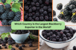 Which Country Is the Largest Blackberry Exporter in the World?