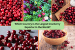 Which Country Is the Largest Cranberry Exporter in the World?
