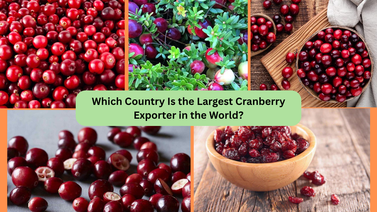 Which Country Is the Largest Cranberry Exporter in the World?