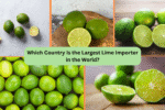 Which Country Is the Largest Lime Importer in the World?