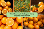 Which Country Is the Largest Orange Importer in the World?