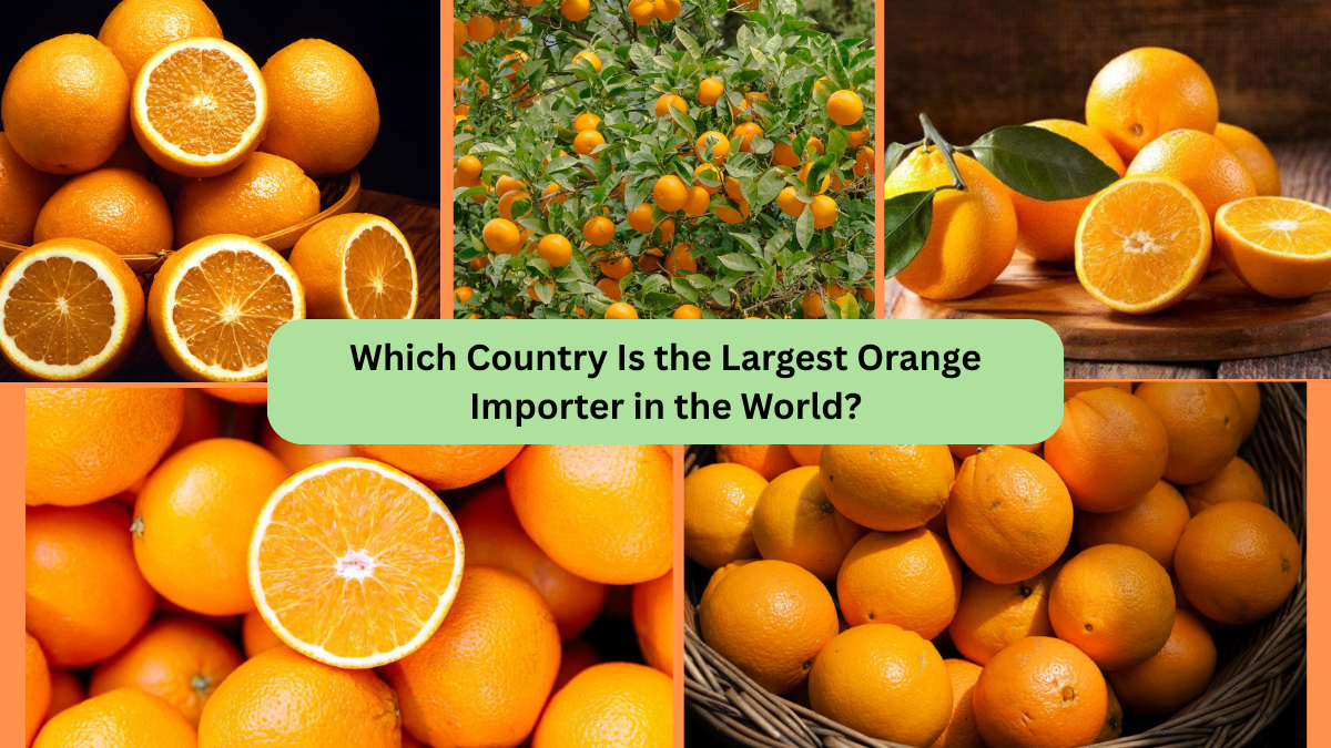 Which Country Is the Largest Orange Importer in the World?
