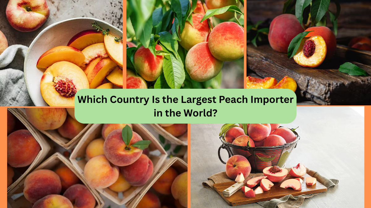 Which Country Is the Largest Peach Importer in the World?
