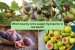 Which Country Is the Largest Fig Importer in the World?