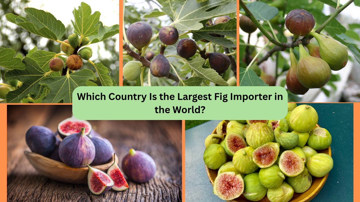 Which Country Is the Largest Fig Importer in the World?