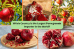 Which Country Is the Largest Pomegranate Importer in the World?