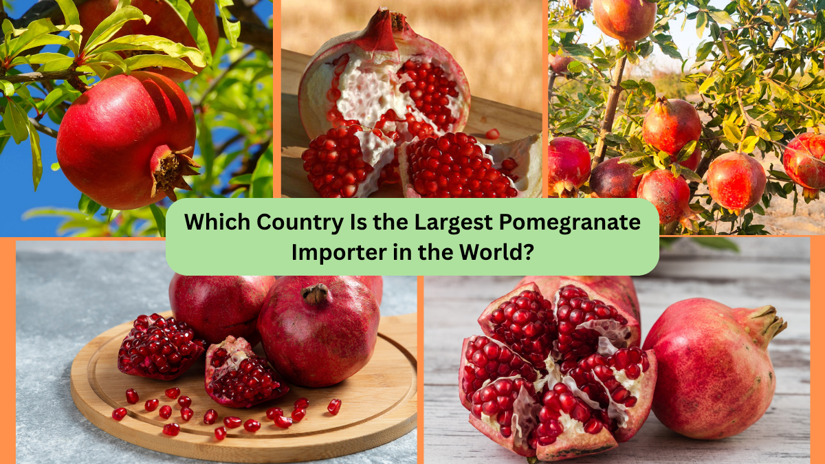 Which Country Is the Largest Pomegranate Importer in the World?