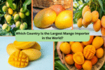 Which Country Is the Largest Mango Importer in the World?