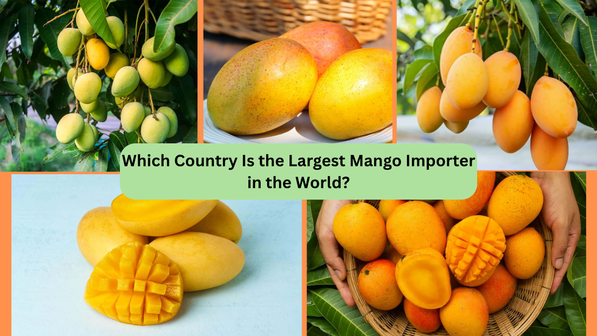 Which Country Is the Largest Mango Importer in the World?