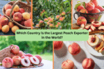 Which Country Is the Largest Peach Exporter in the World?
