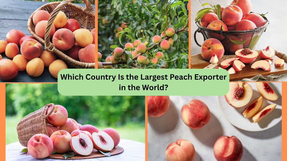 Which Country Is the Largest Peach Exporter in the World?