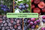 Which Country Is the Largest Plum Exporter in the World?