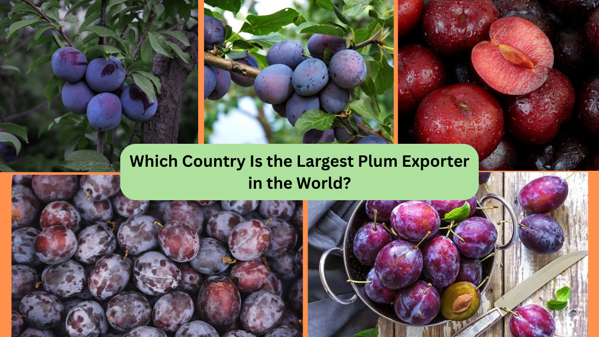 Which Country Is the Largest Plum Exporter in the World?