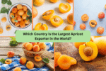 Which Country Is the Largest Apricot Exporter in the World?