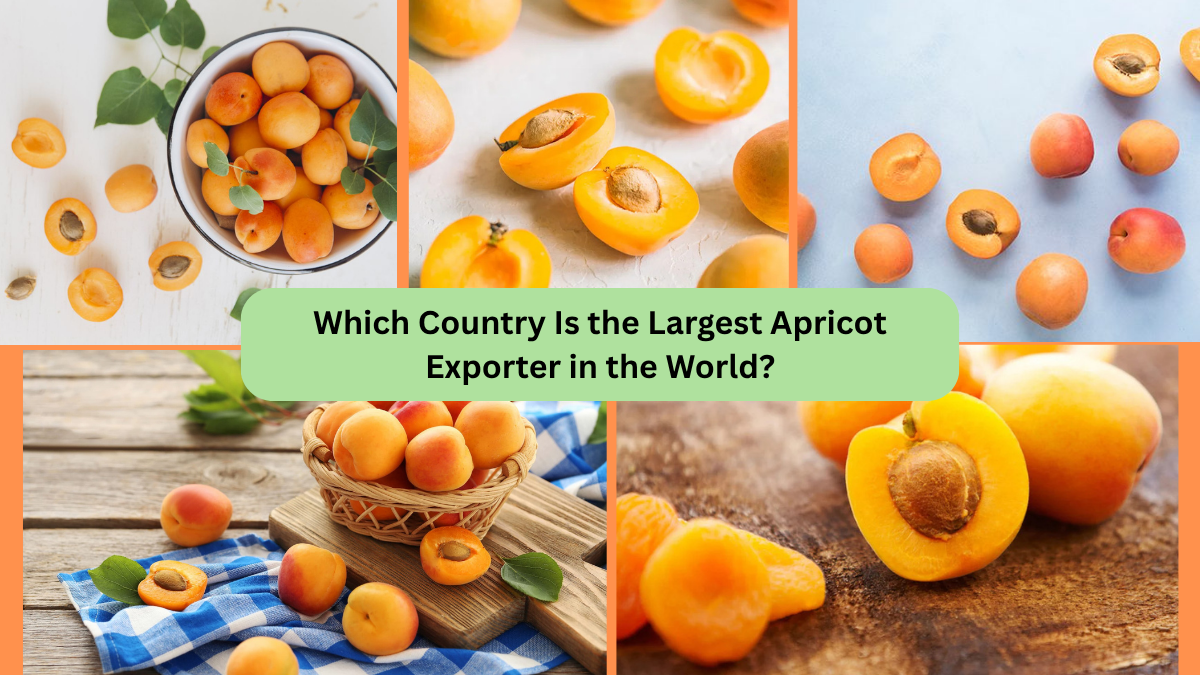 Which Country Is the Largest Apricot Exporter in the World?