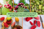 Which Country Is the Largest Cactus Fruit (Prickly Pear) Importer in the World?