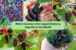 Which Country Is the Largest Mulberry Importer in the World?