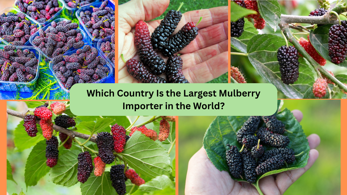 Which Country Is the Largest Mulberry Importer in the World?
