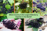 Which Country Is the Largest Elderberry Importer in the World?