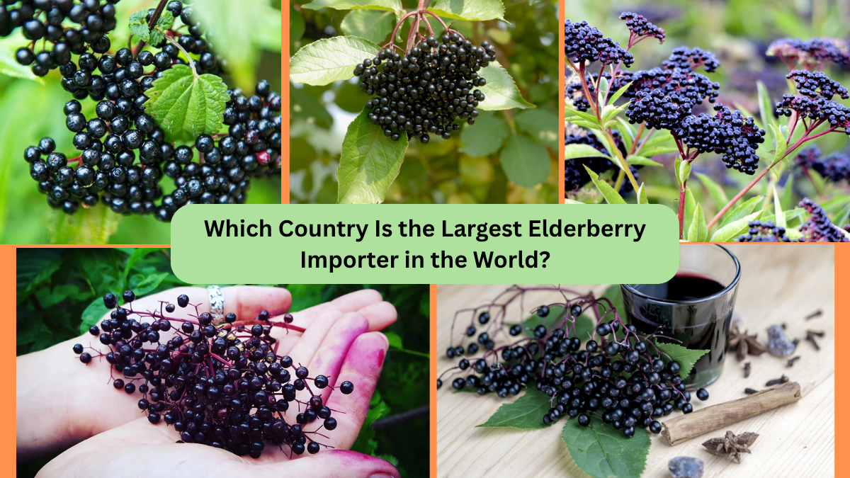 Which Country Is the Largest Elderberry Importer in the World?
