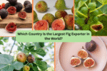 Which Country Is the Largest Fig Exporter in the World?