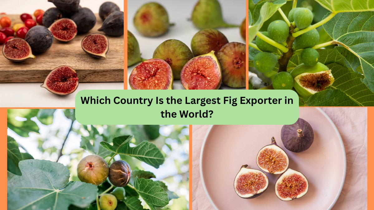 Which Country Is the Largest Fig Exporter in the World?