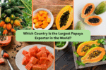 Which Country Is the Largest Papaya Exporter in the World?