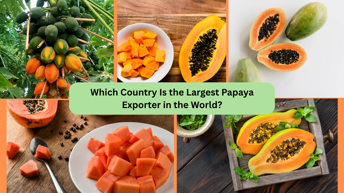 Which Country Is the Largest Papaya Exporter in the World?