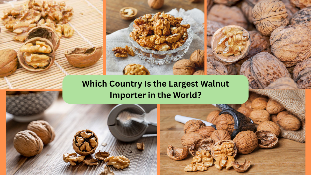 Which Country Is the Largest Walnut Importer in the World?