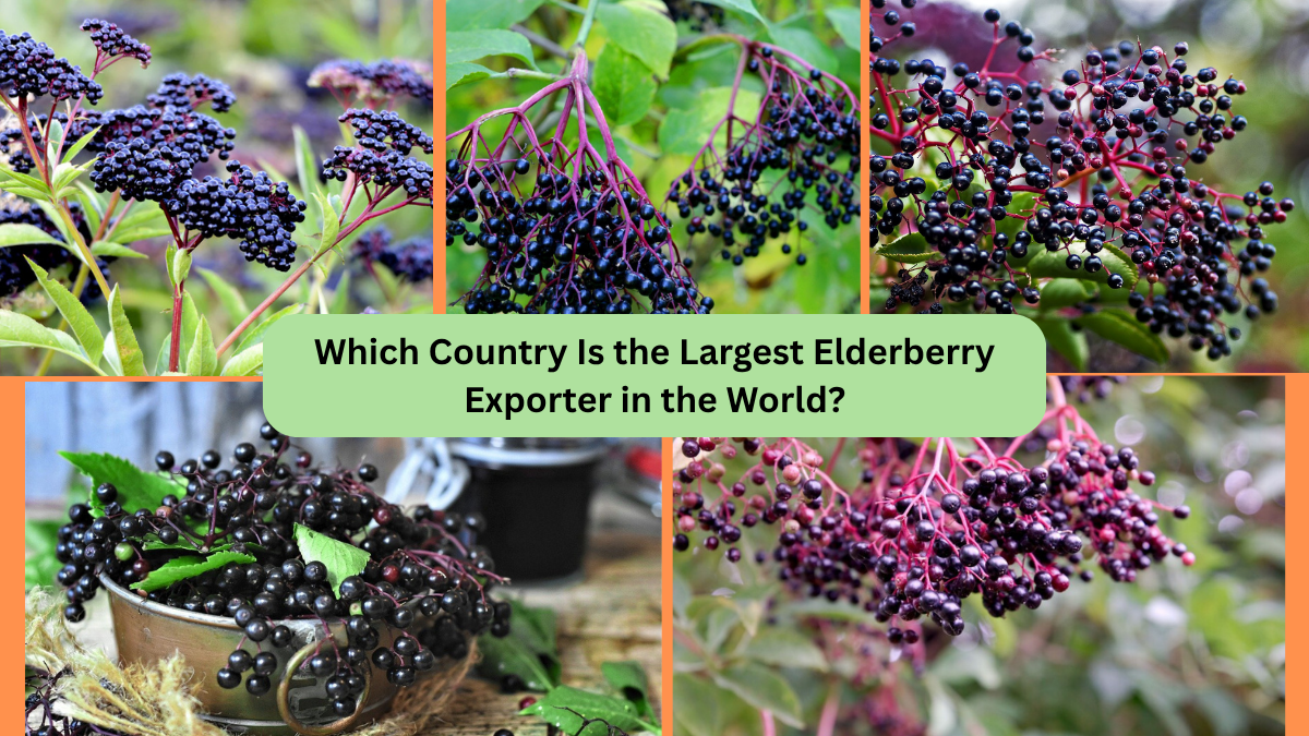 Which Country Is the Largest Elderberry Exporter in the World?