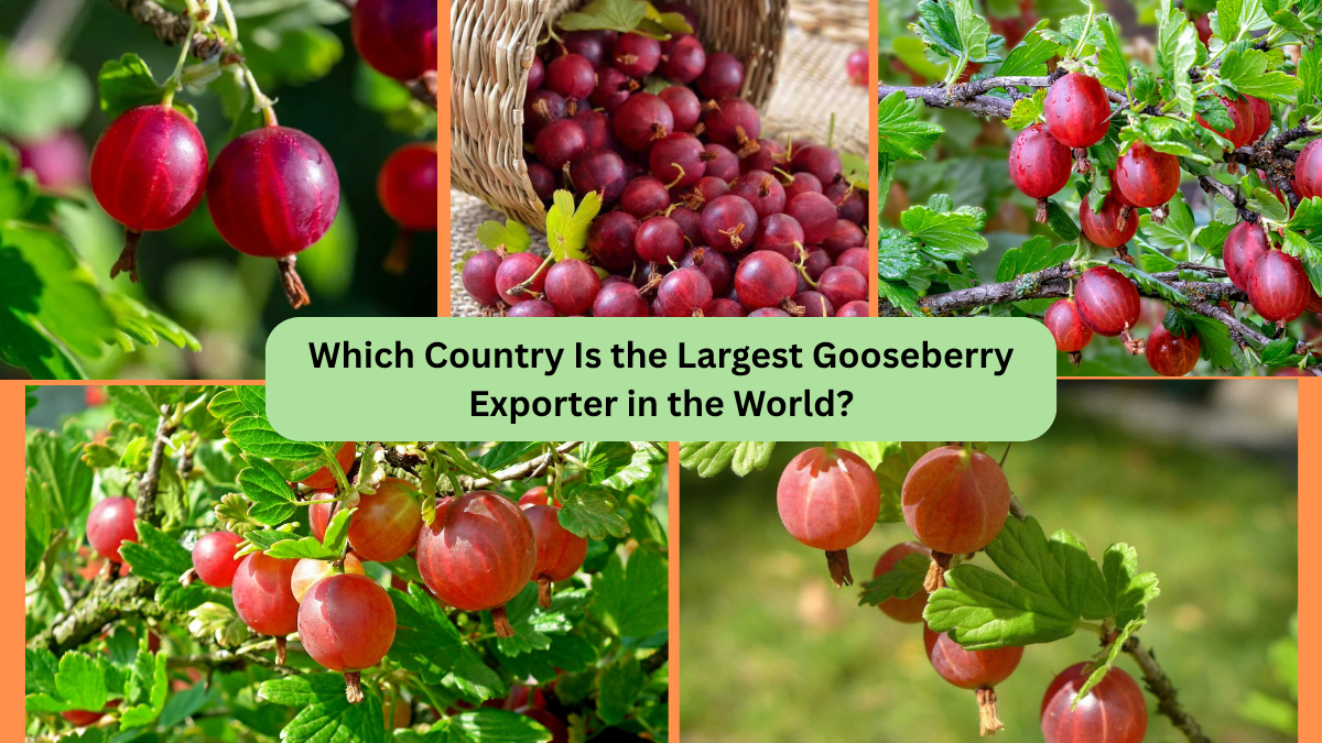 Which Country Is the Largest Gooseberry Exporter in the World?