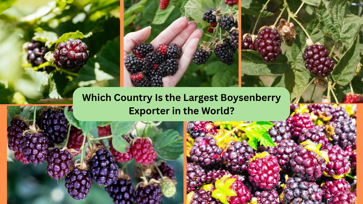 Which Country Is the Largest Boysenberry Exporter in the World?