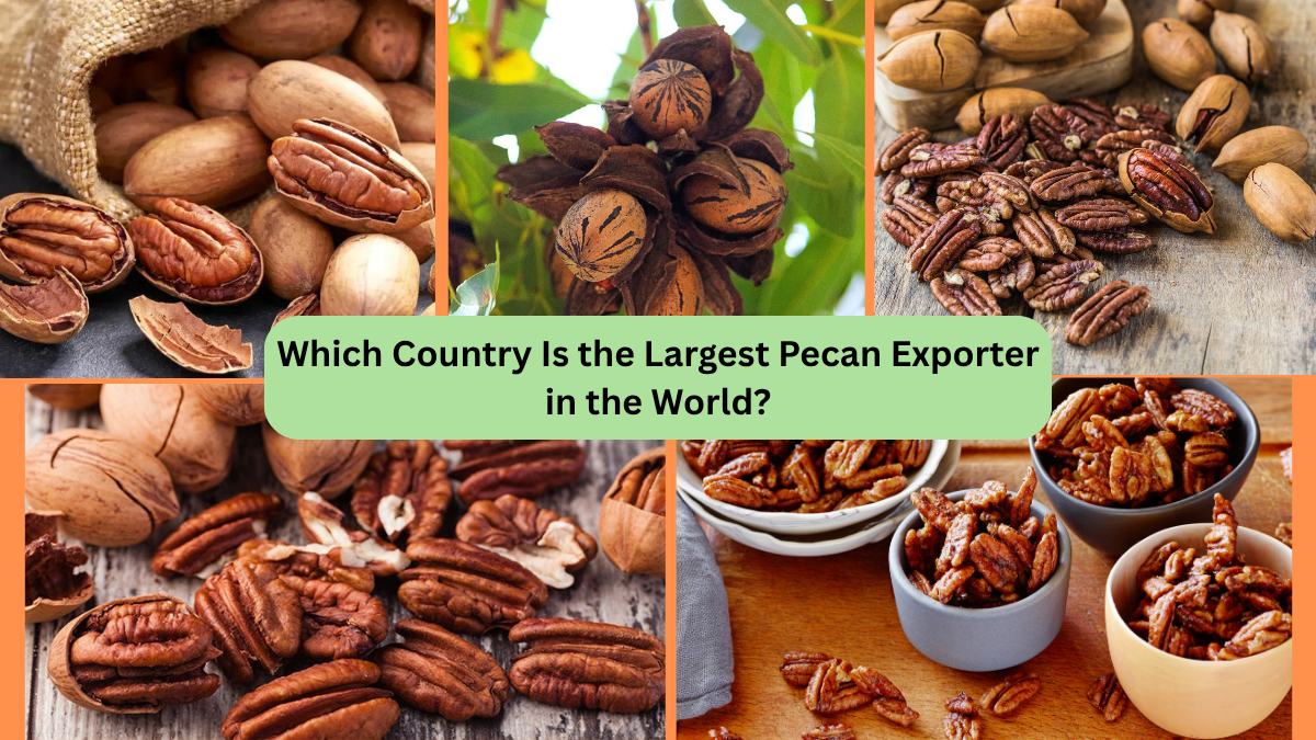 Which Country Is the Largest Pecan Exporter in the World?