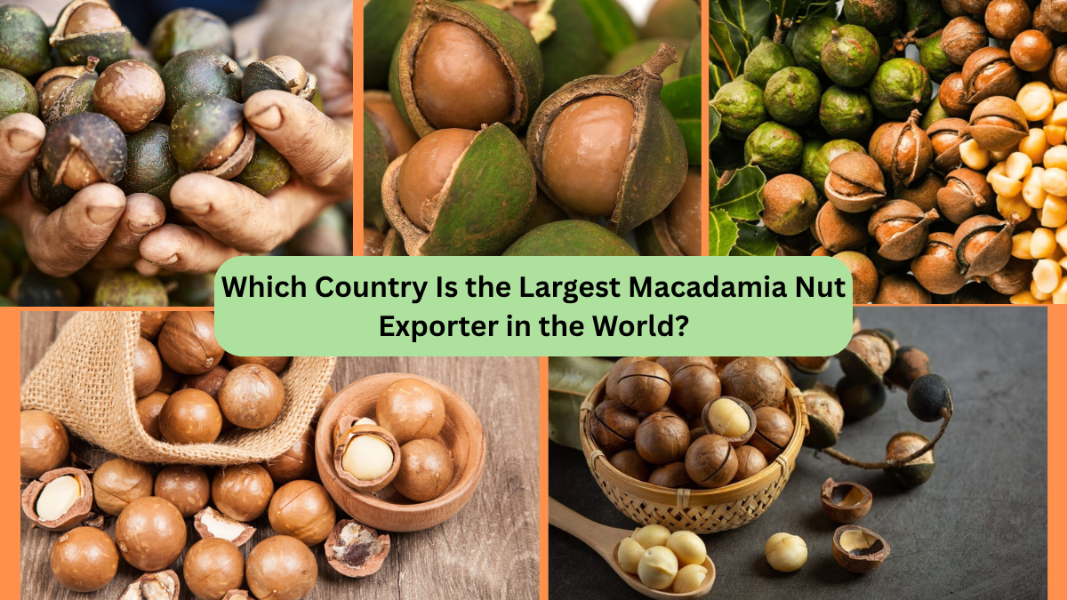 Which Country Is the Largest Macadamia Nut Exporter in the World?