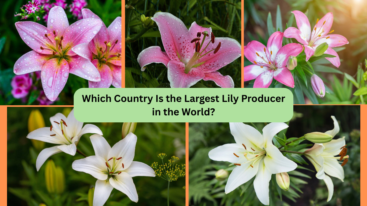 Which Country Is the Largest Lily Producer in the World?