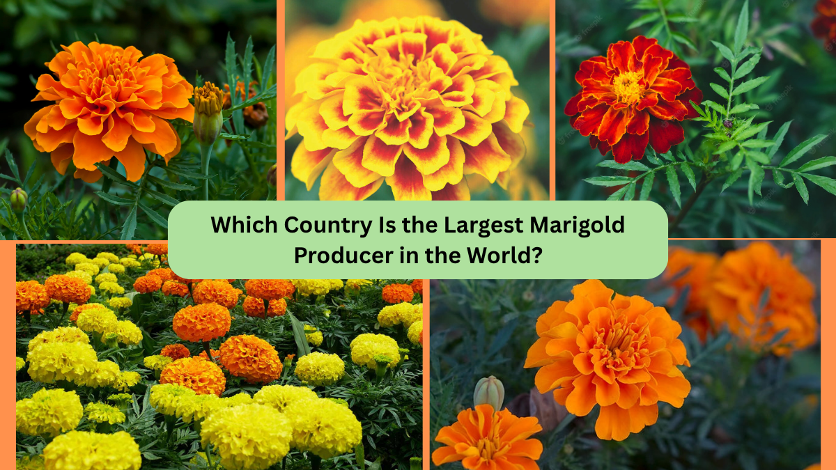 Which Country Is the Largest Marigold Producer in the World?