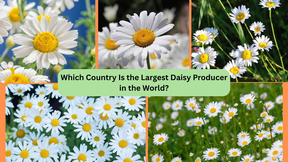 Which Country Is the Largest Daisy Producer in the World?
