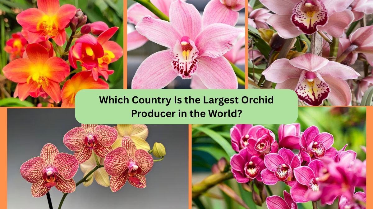 Which Country Is the Largest Orchid Producer in the World?