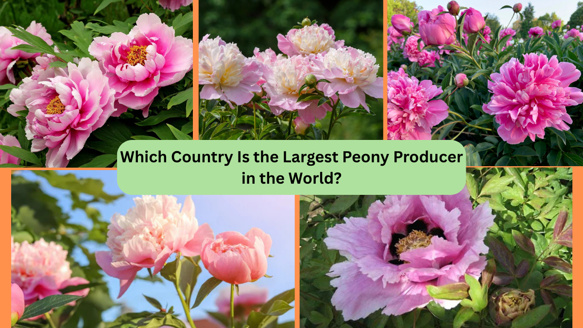 Which Country Is the Largest Peony Producer in the World?