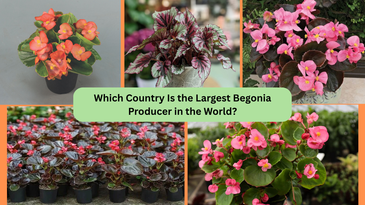 Which Country Is the Largest Begonia Producer in the World?