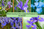 Which Country Is the Largest Iris Producer in the World?
