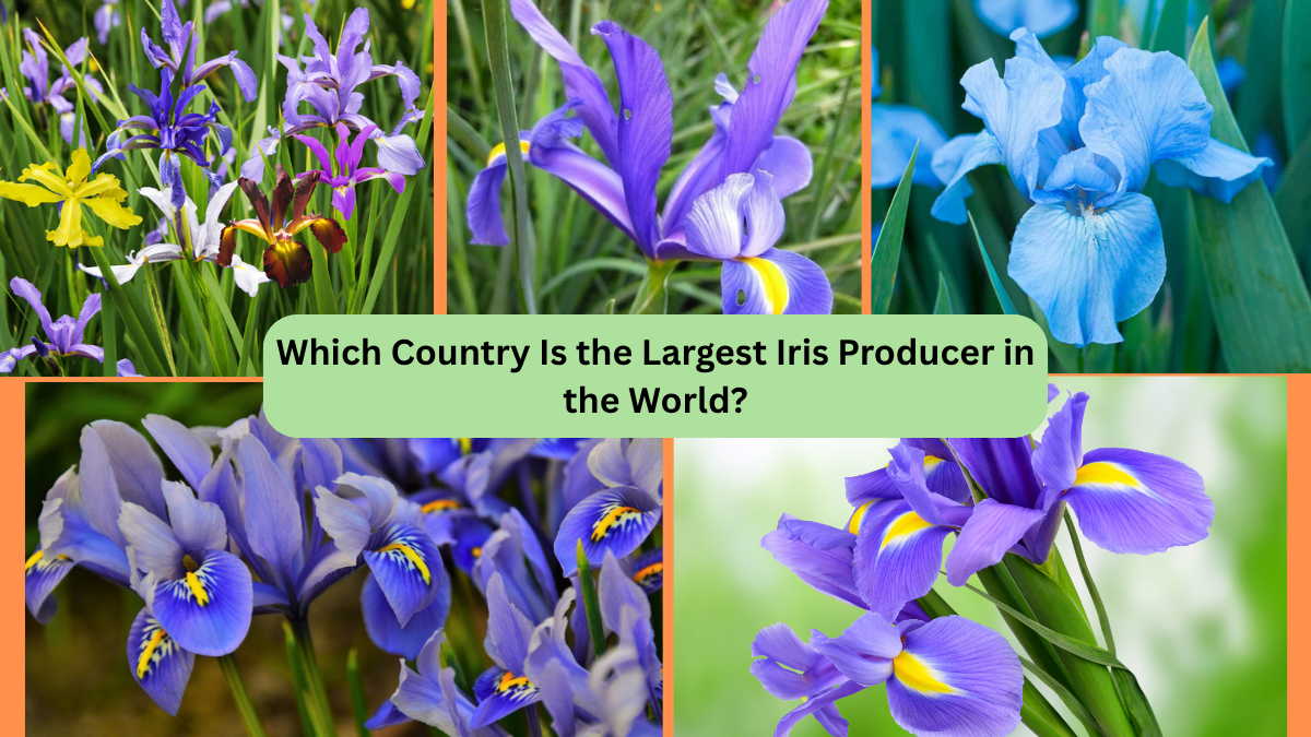 Which Country Is the Largest Iris Producer in the World?