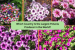 Which Country Is the Largest Petunia Producer in the World?