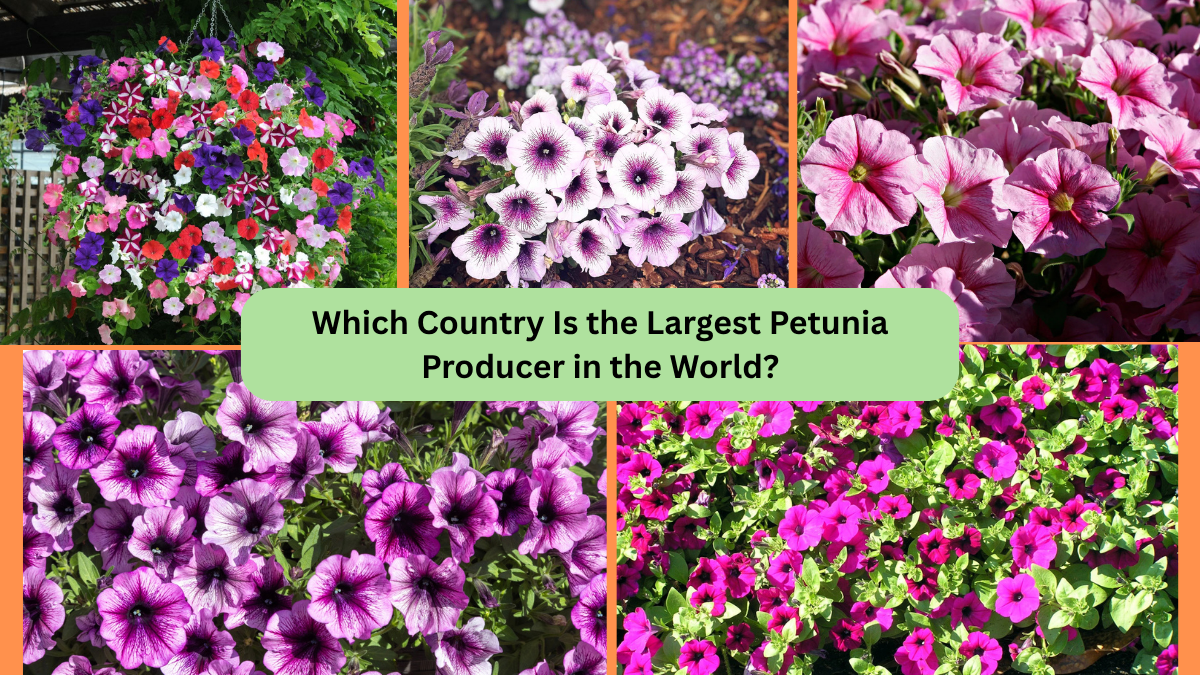 Which Country Is the Largest Petunia Producer in the World?