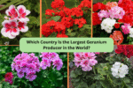 Which Country Is the Largest Geranium Producer in the World?