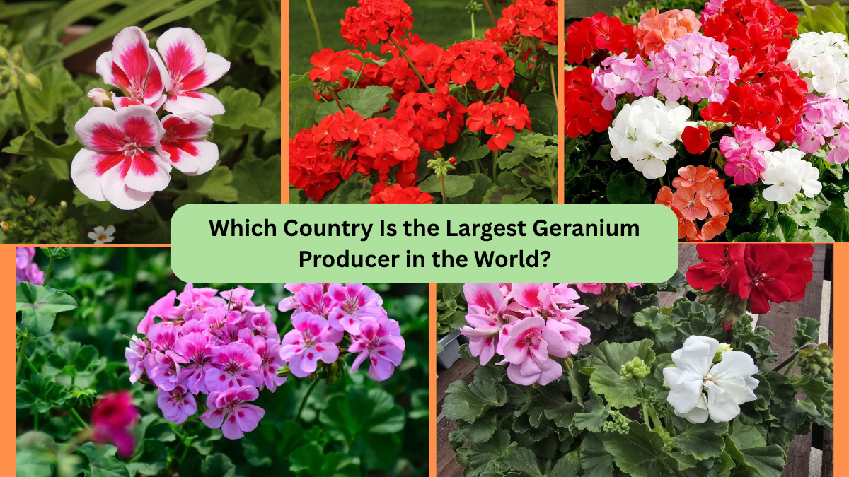 Which Country Is the Largest Geranium Producer in the World?
